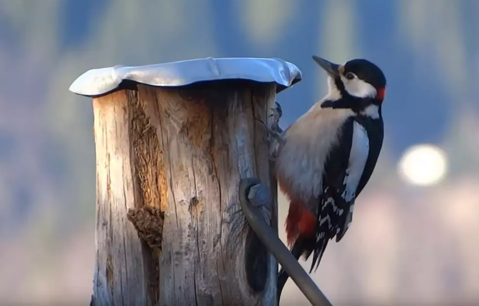 Why Is That Maine Woodpecker Pounding On My Metal Satellite Dish?