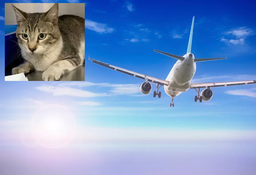 Stowaway Cat Travels 3,200 Miles To Bangor