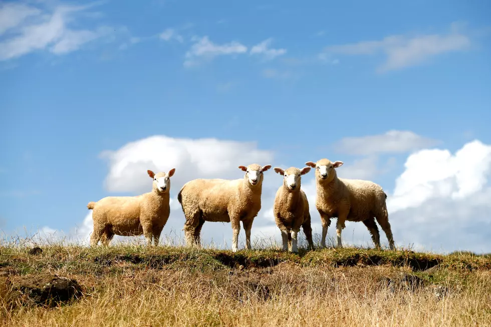 NY Times Features Maine Tradition Of Sheep On Remote Islands