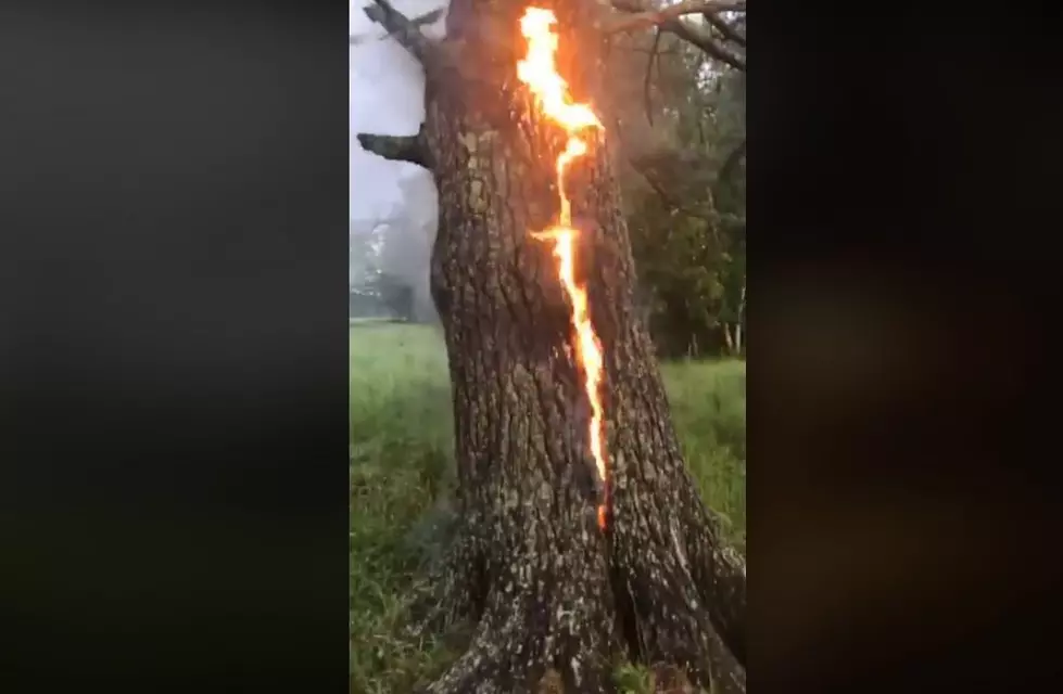 WATCH: Tree On Fire Following Lightning Strike In Wales, Maine