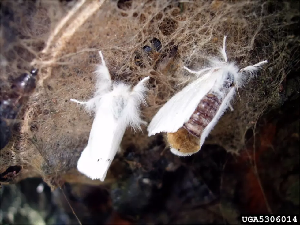 Mainers Could Be Haunted By the Browntail Moth Rash This Fall
