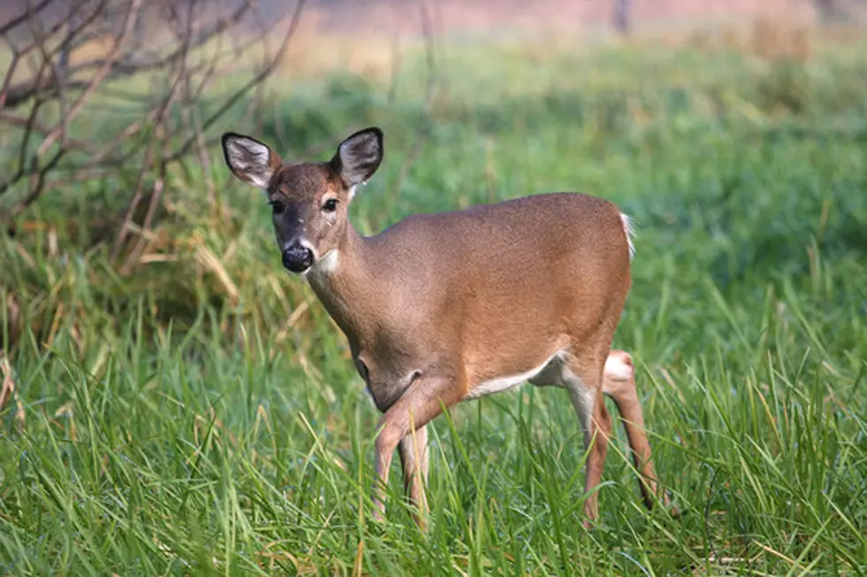 The State Wants To See Your Maine Deer Photos