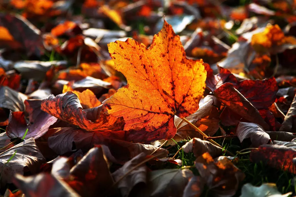 Here&#8217;s How To Sign Up For Weekly Maine Foliage Reports Via Email