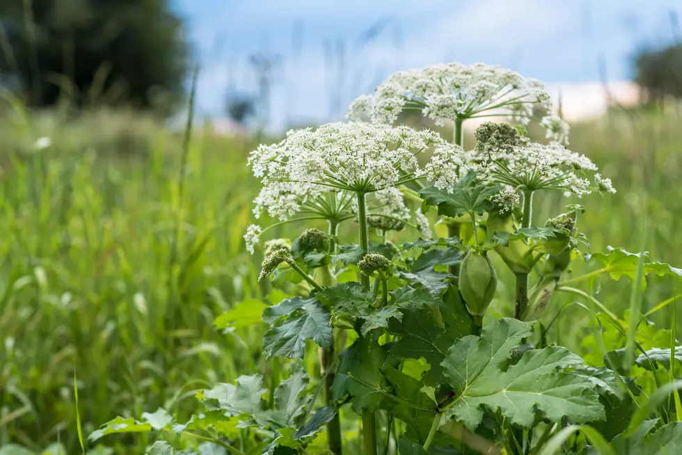 Here Are 7 Nasty Poisonous Plants In Maine That Can Hurt You
