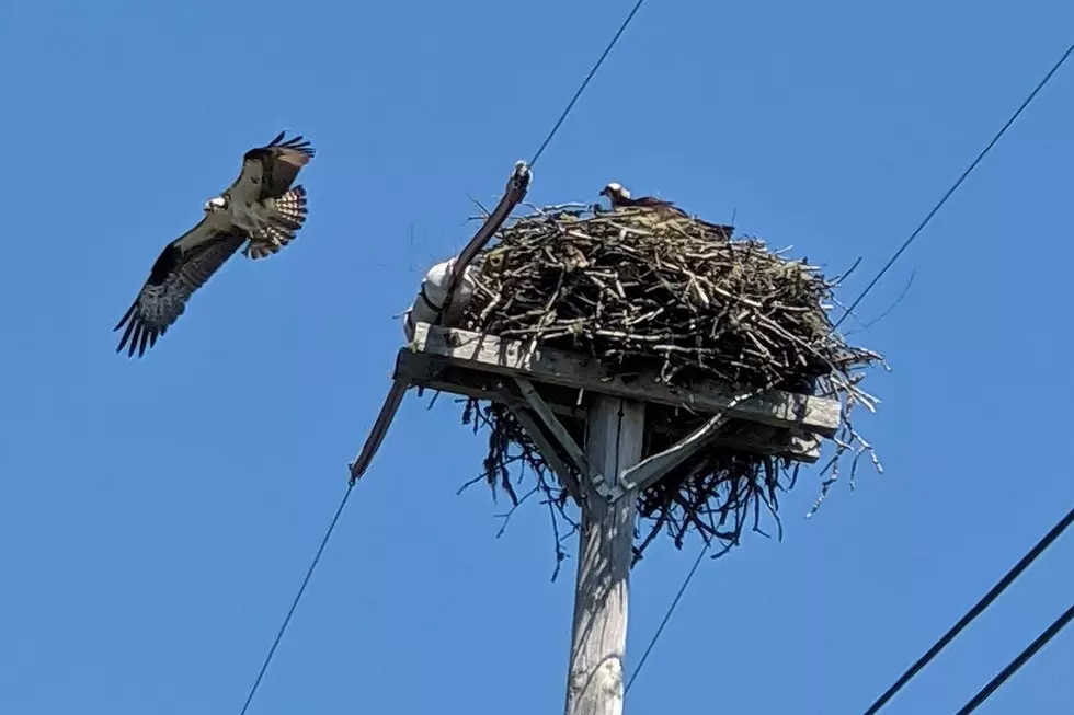 Their Nest Destroyed By Fire, Osprey In Lamoine To Get New Home