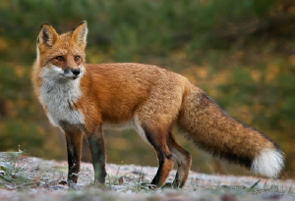 Maine Man Fends Of Foxes With Weed Whacker And Cane