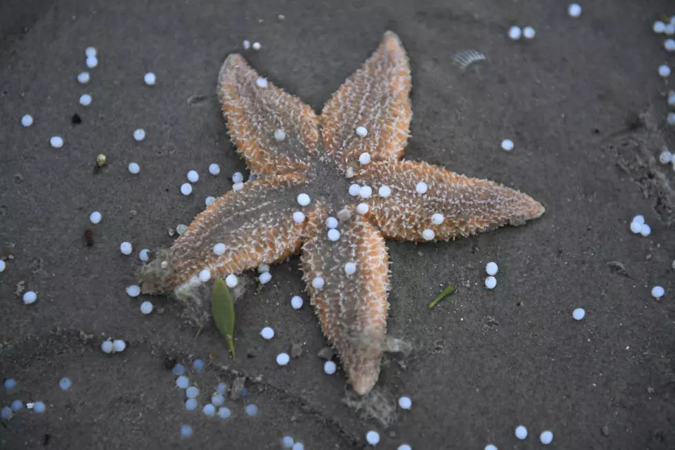 Maine Scientists Need Help Counting Stars. Sea Stars That Is…
