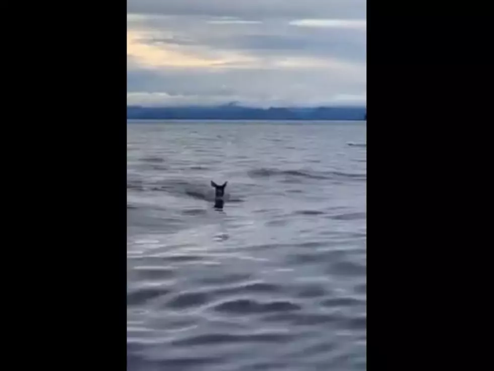 Watch As U.S. Coast Guard Saves A Deer At Sea