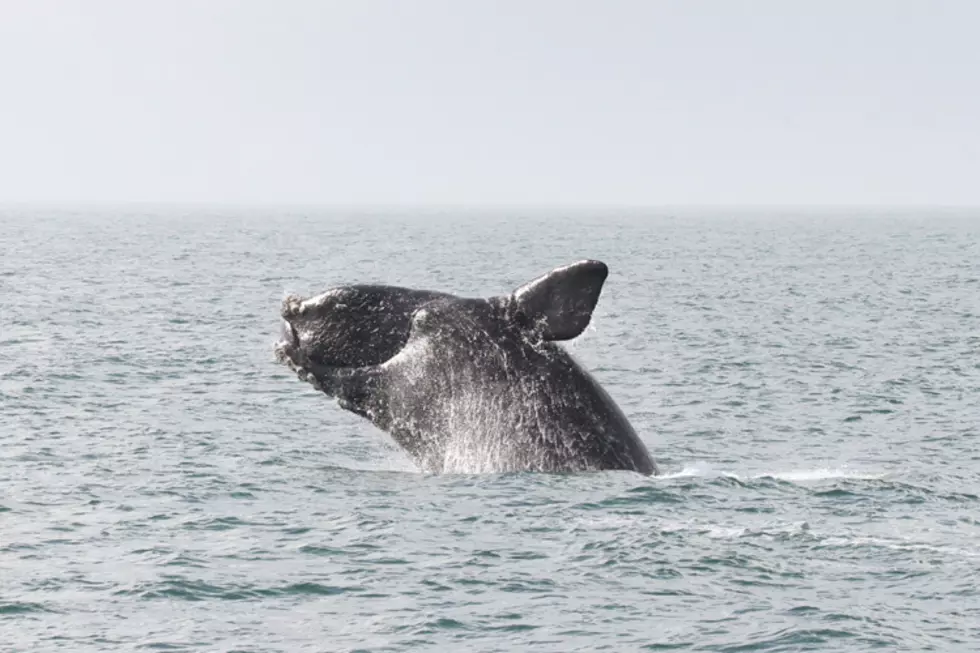 This Is What A North Atlantic Right Whale Is