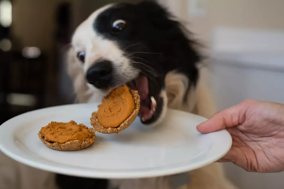 Here’s What Not To Feed Your Pet This Thanksgiving Day