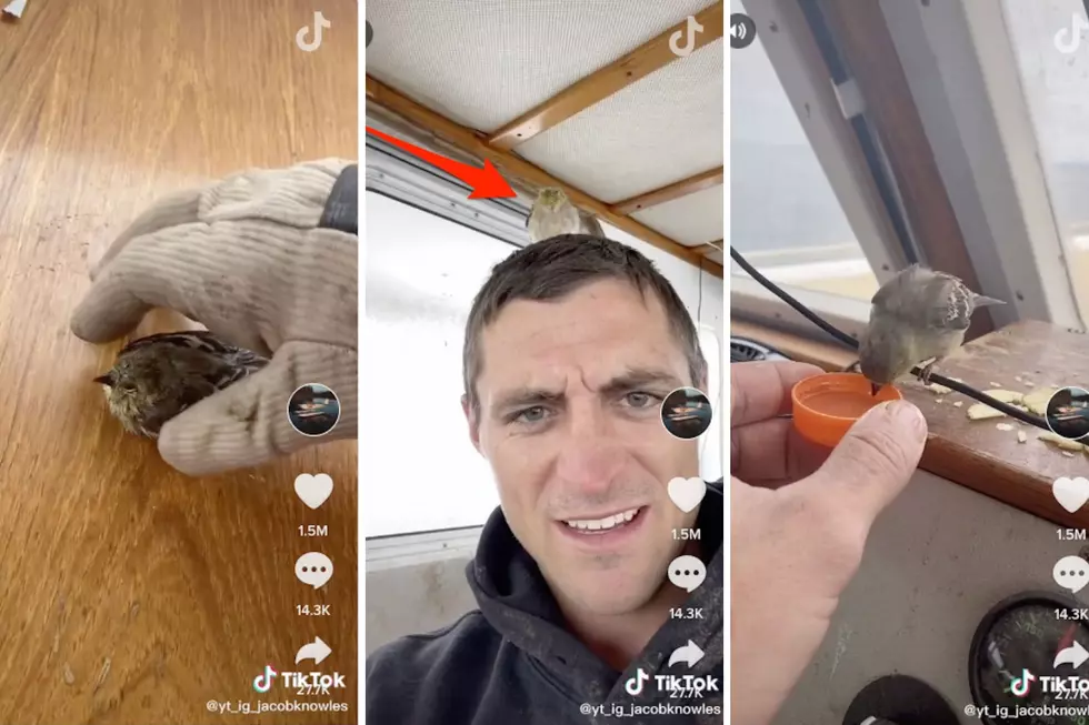 Winter Harbor Fisherman Rescues Bird At Sea; Becomes Tik-Tok Hero