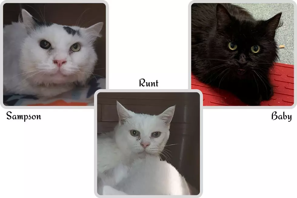 Meet Sampson, Baby & Runt, All Ready For Adoption