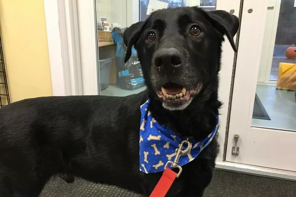 Mags, A Rescuers Dream Dog, Our SPCA Pet of the Week