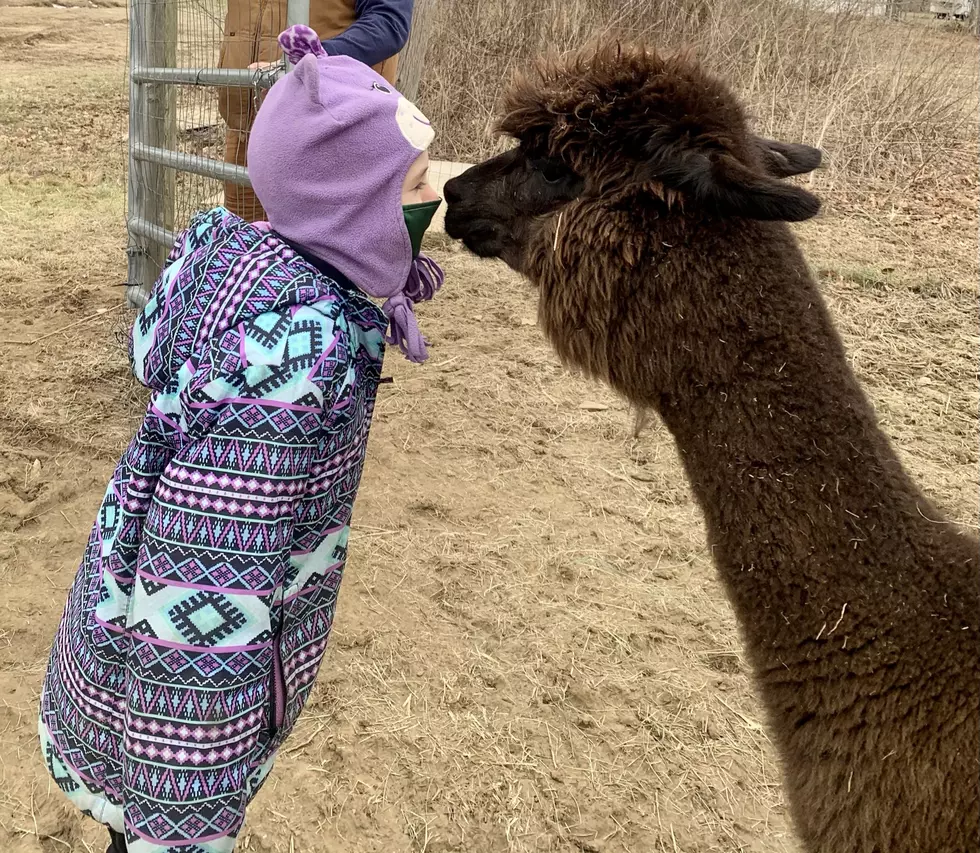 An Adventure Idea For The New Year; Check Out Some Alpacas in Belfast