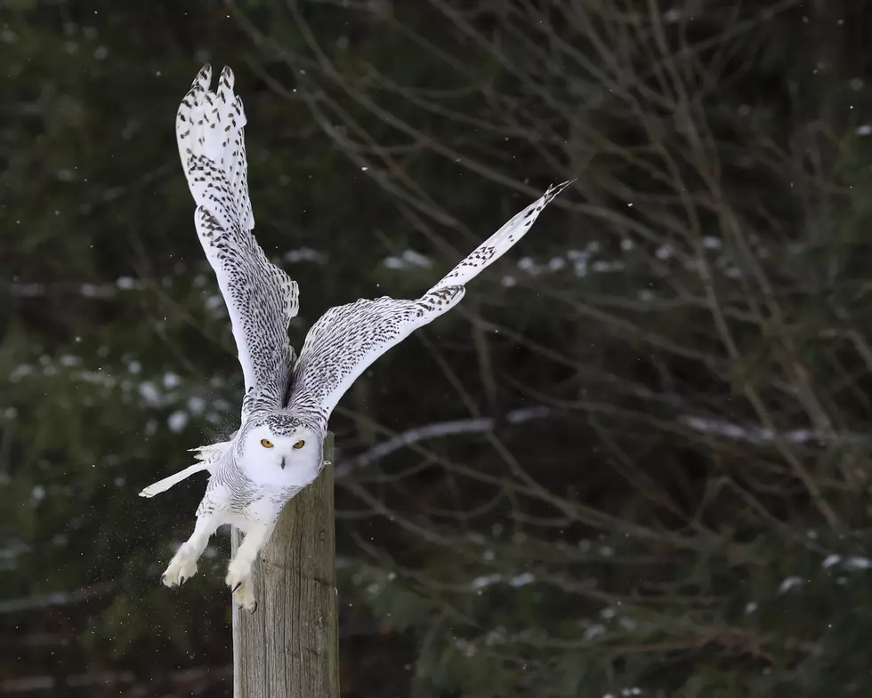 Maine Audubon Society Warning Folks Not To Disturb Snowy Owls