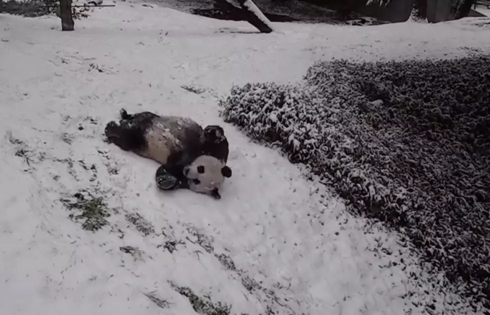 WATCH National Zoo&#8217;s Giant Pandas Enjoy A Snowy Day [VIDEO]