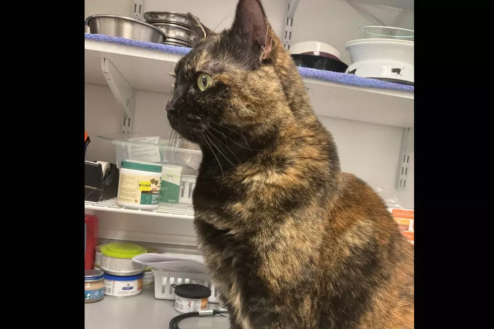 Sweetheart Amber June is Our SPCA of Hancock County Pet of the Week