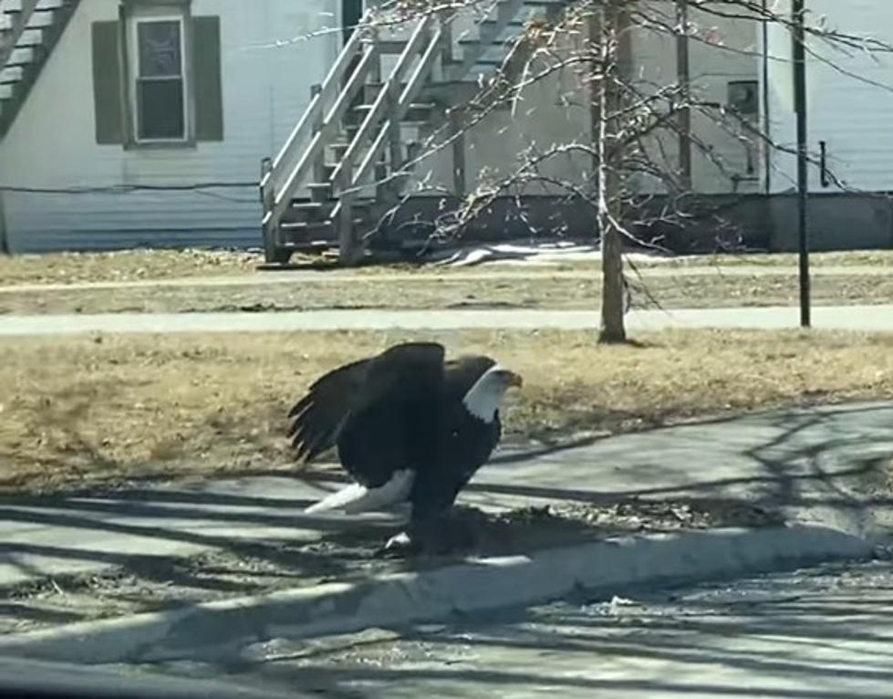 Maine Couple Gets Quite The Show From Hungry Eagle In Brewer