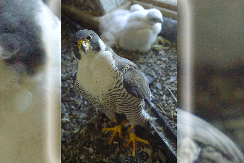 Some Acadia National Park Trails Closed for Peregrine Falcon Nesting