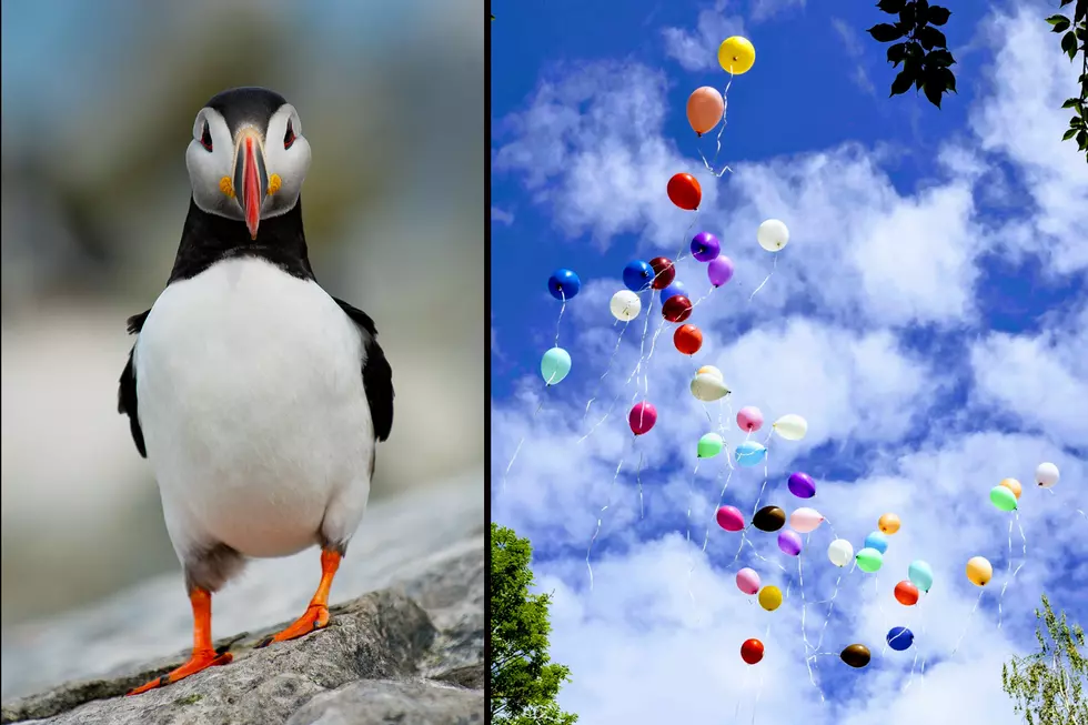 Wildlife In Maine Begs For The Ban On Releasing Balloons
