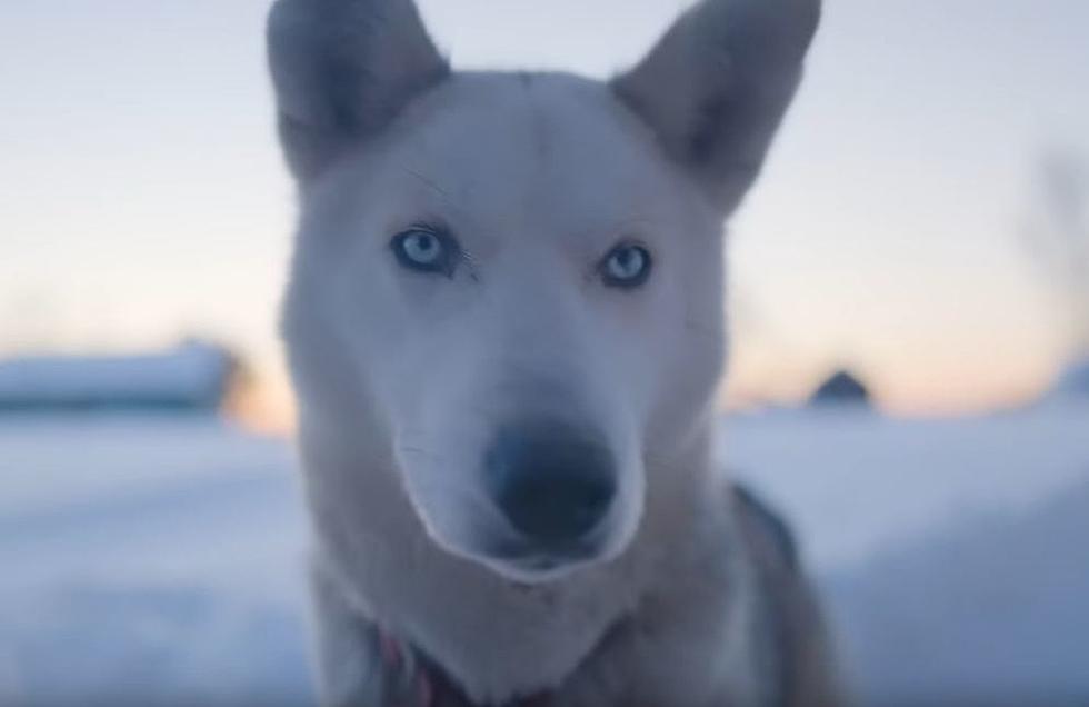 WATCH True North Legends Of Dogs &#038; Men Trailer, Filmed In Maine