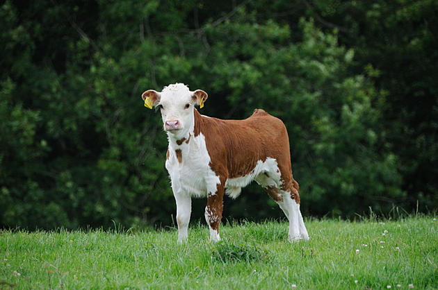 Find Out How You Could Name A Baby Cow In Frankfort