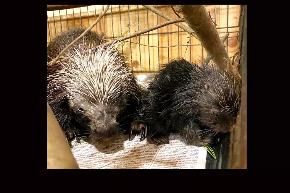 Maine Porcupine Gives Surprise Birth At Wildlife Center