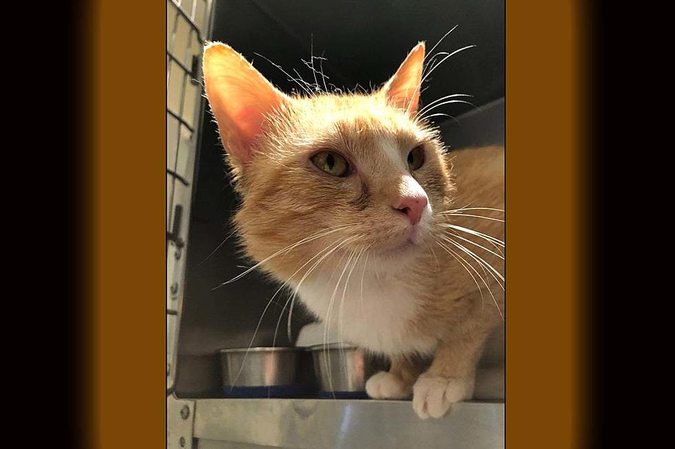 SPCA of Hancock County Kitty Wes In Need Of A Special Home