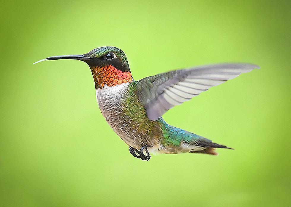 The Hummingbirds Are Almost Here, And I Couldn’t Be More Excited.