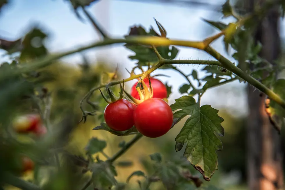 Piscataquis County Has Free Tomato Plants For You. Come Get ‘Em.