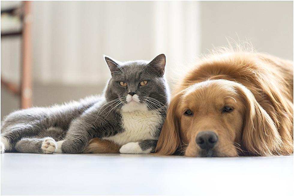 Bangor Humane Society Needs Your Help Keeping The Pets Comfy