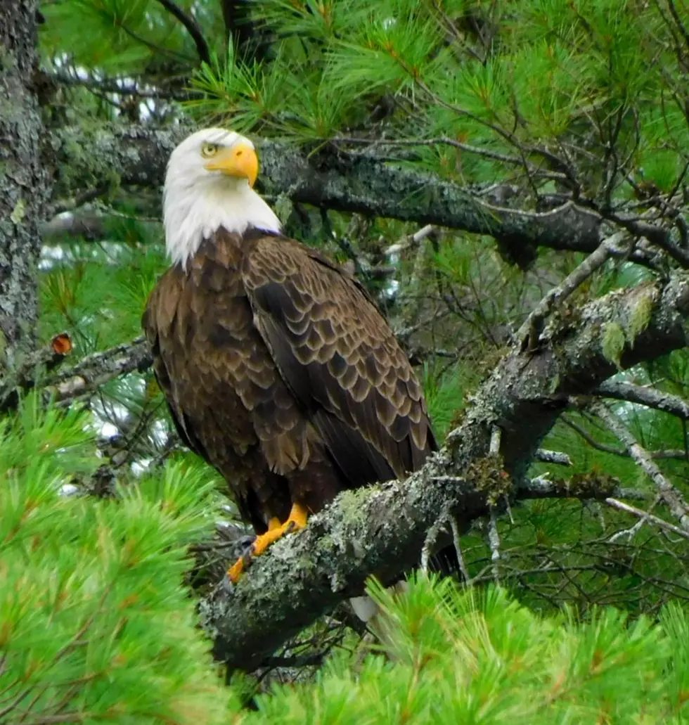 Eagle 3, Robert Kearns