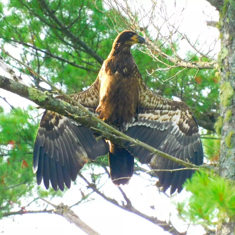 Eagle 5, Robert Kearns