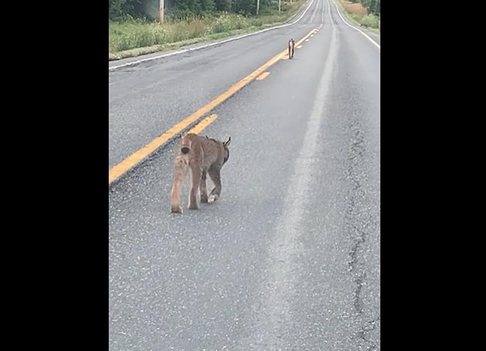 #TBT: That Time 2 Colossal Cats Went On A Stroll In Washington County