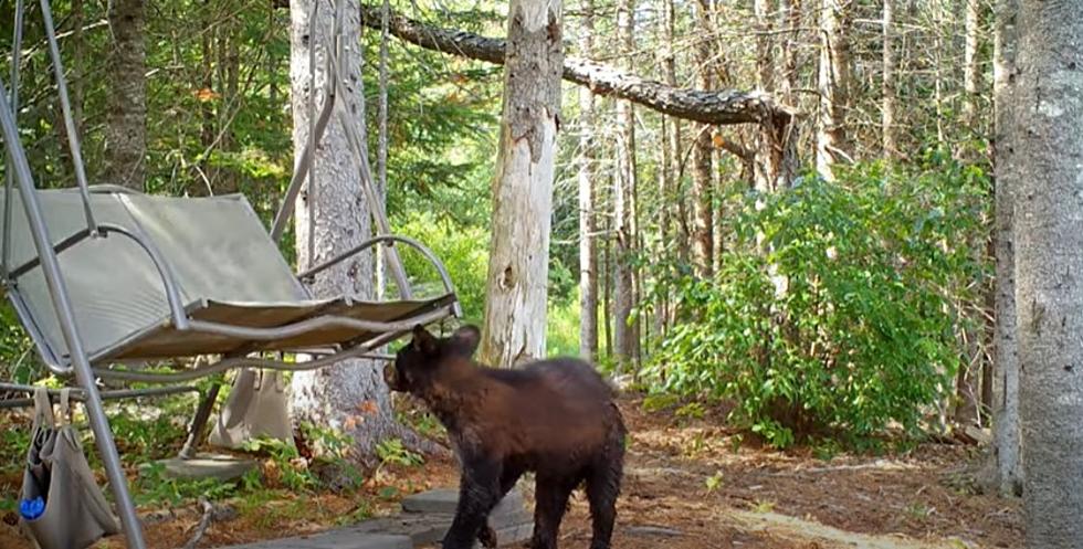 WATCH: This Baby Bear In Maine Loooves The Chair Swing