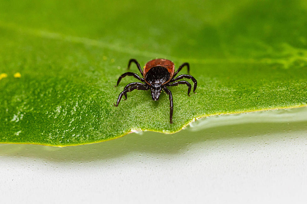 Gone All Summer, The Maine Woods Will Soon Be Alive With Ticks
