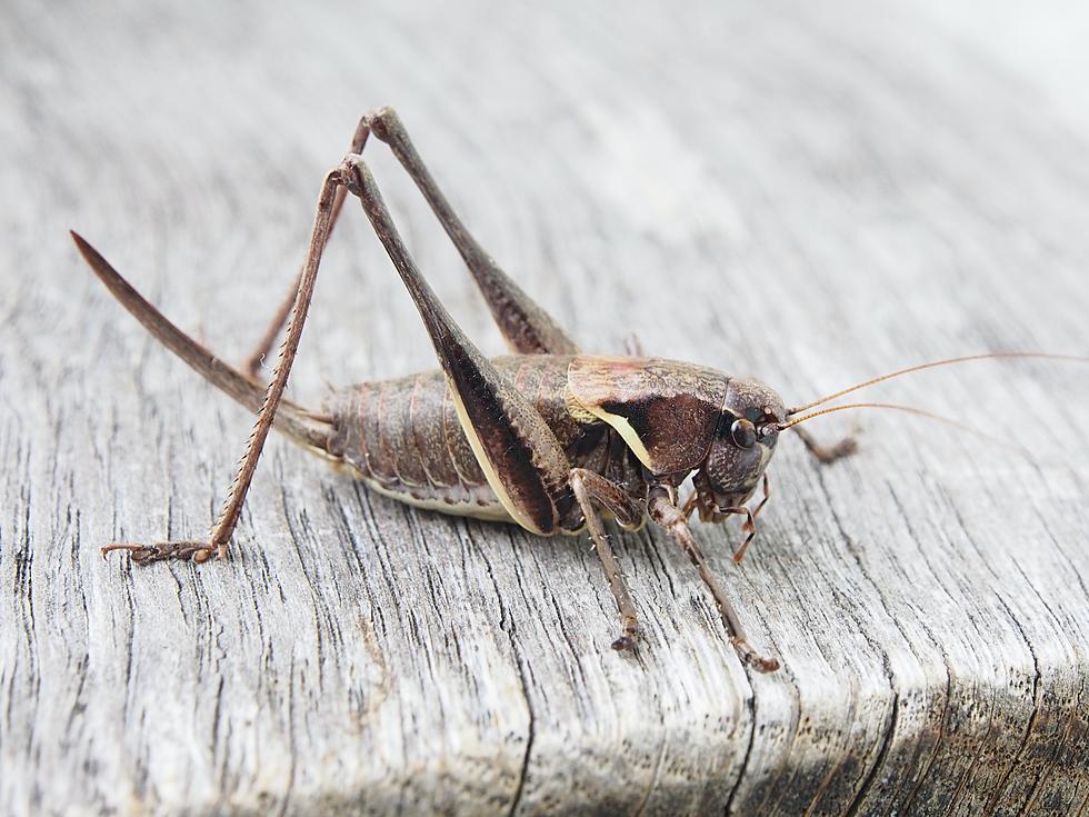 Maine Meteorologists Have Nothing On The Accuracy Of Crickets