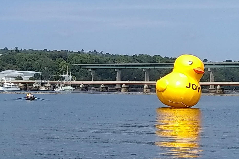 No More Joy In Belfast Harbor; The Big Rubber Duck Is Gone