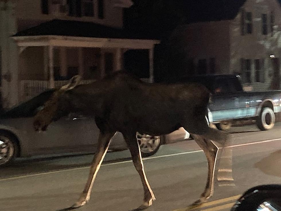 Remembering That Time A Moose Went for a Funny Stroll Through Suburban Bangor