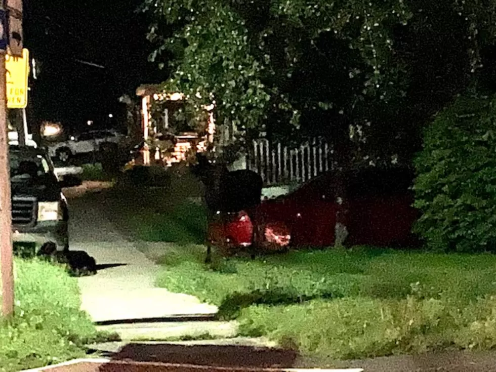 Bangor Moose on the loose 2, Ouellette