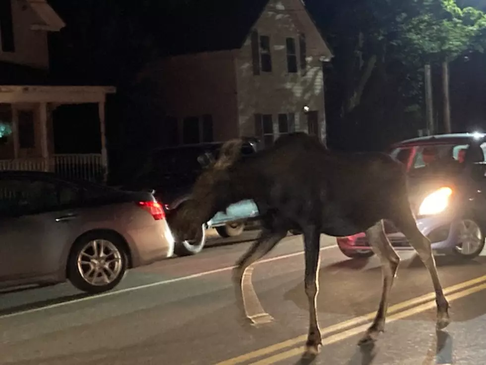 Bangor Moose on the loose 6, Ouellette