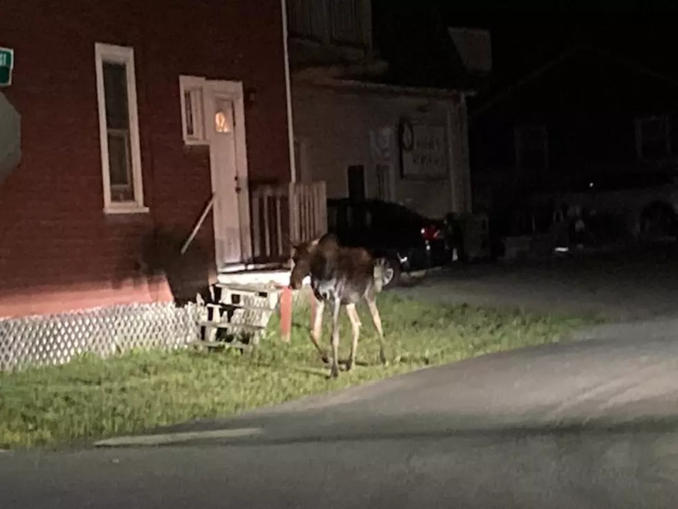 Bangor Moose on the loose 7, Ouellette