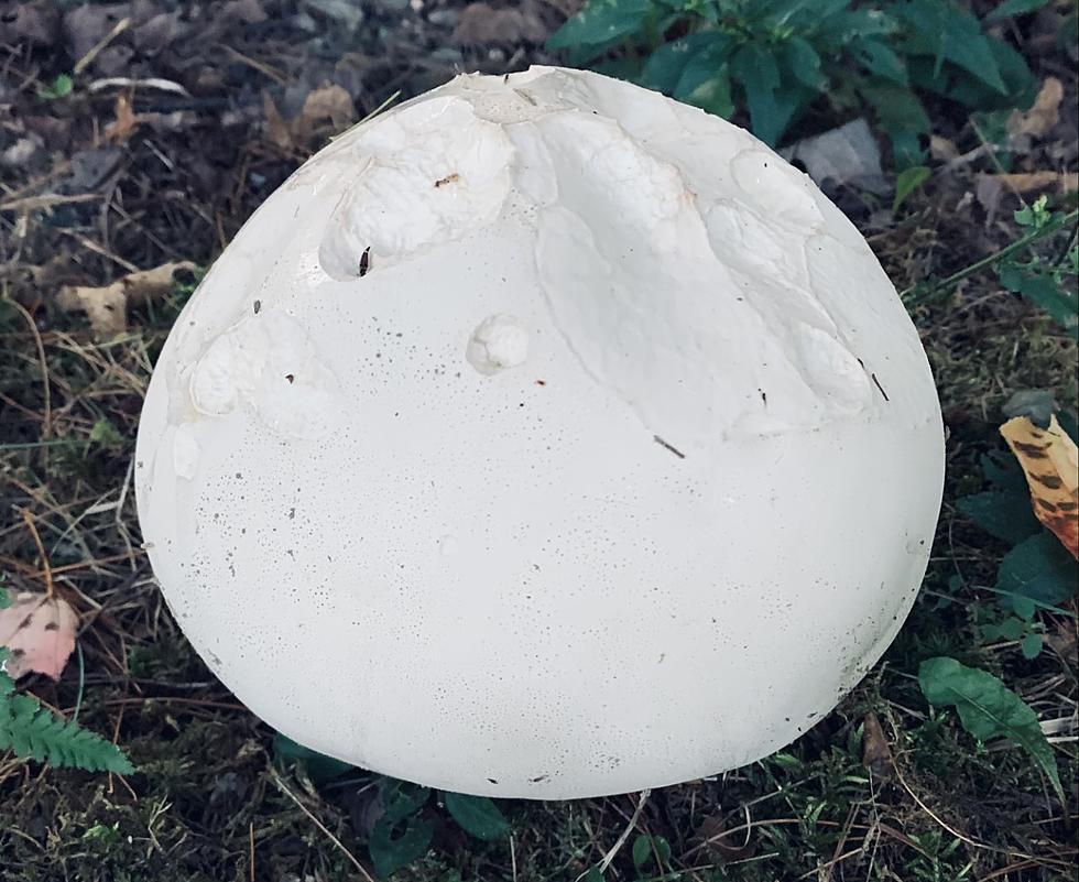 That Huge, White Puffball In Maine Backyards Is Totally Edible