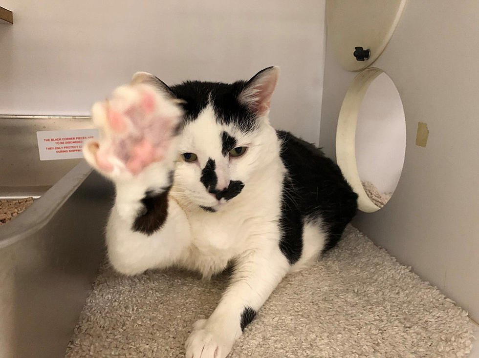 Ruby The Cow Cat Is Still At The SPCA of Hancock County