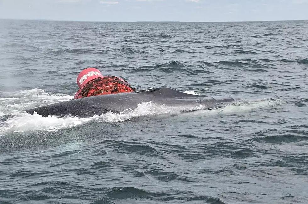 Heartbreaking News As Whale Becomes Entangled With Buoy Off Campobello Island