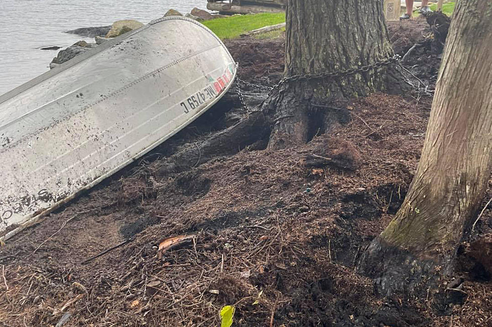 Why Did These Trees Stuck By Lightning In West Forks, Maine, Show Little Damage?