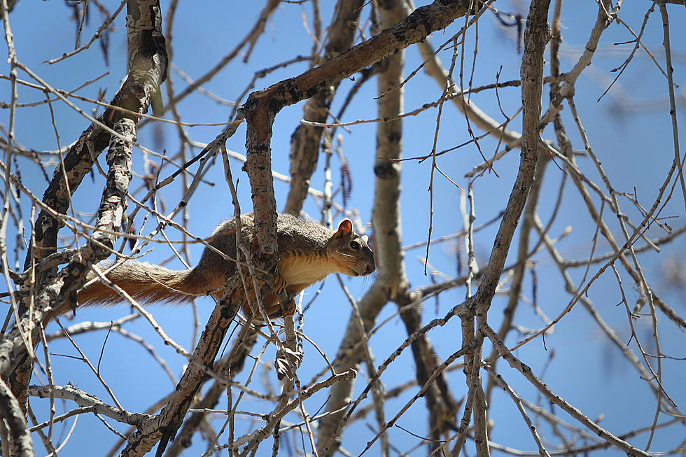 Squirrels; More Trouble Than They Are Cute, So Don&#8217;t Feed Them, Says Maine &#8216;Critter Guy&#8217;
