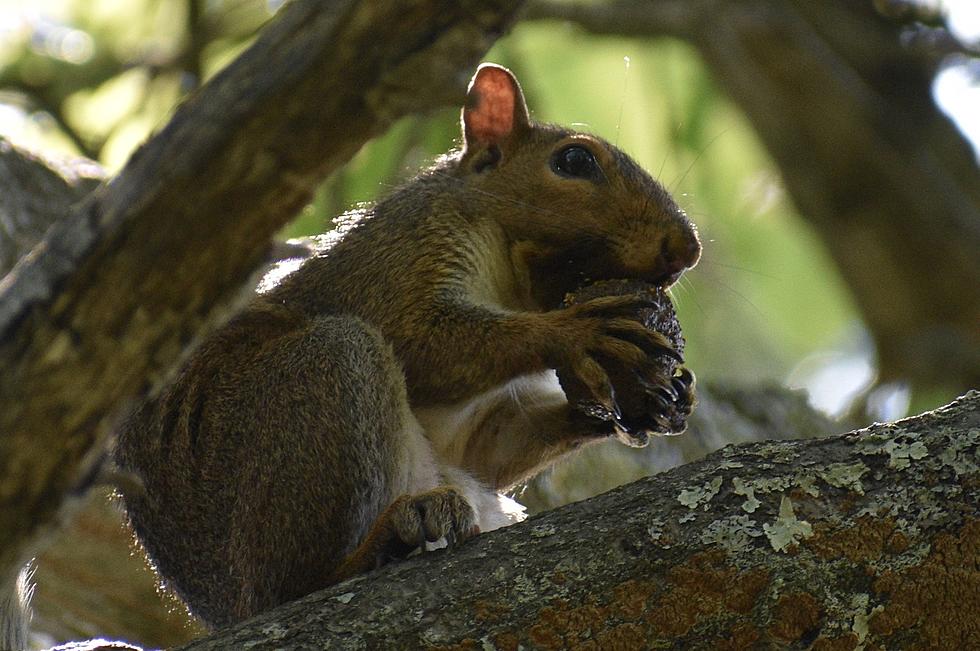 Expert Says: Squirrels More Trouble Than Cute, So Don&#8217;t Feed Them