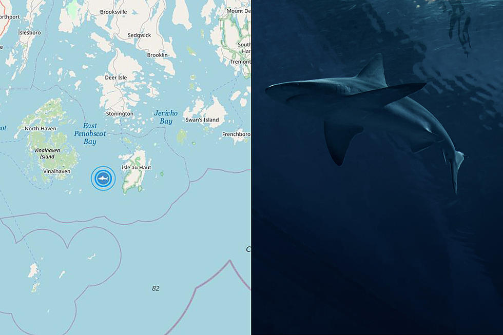 Great White Shark Freya Pinged Just Off The Coast Of Stonington