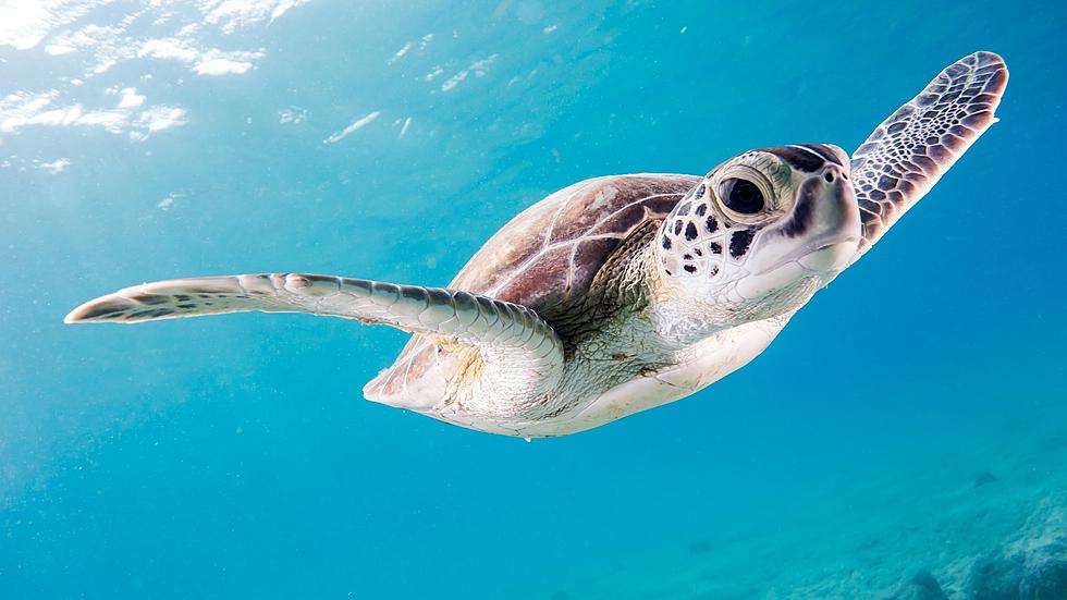 Become A Turtle Hero By Reporting Stranded Sea Turtles To NOAA